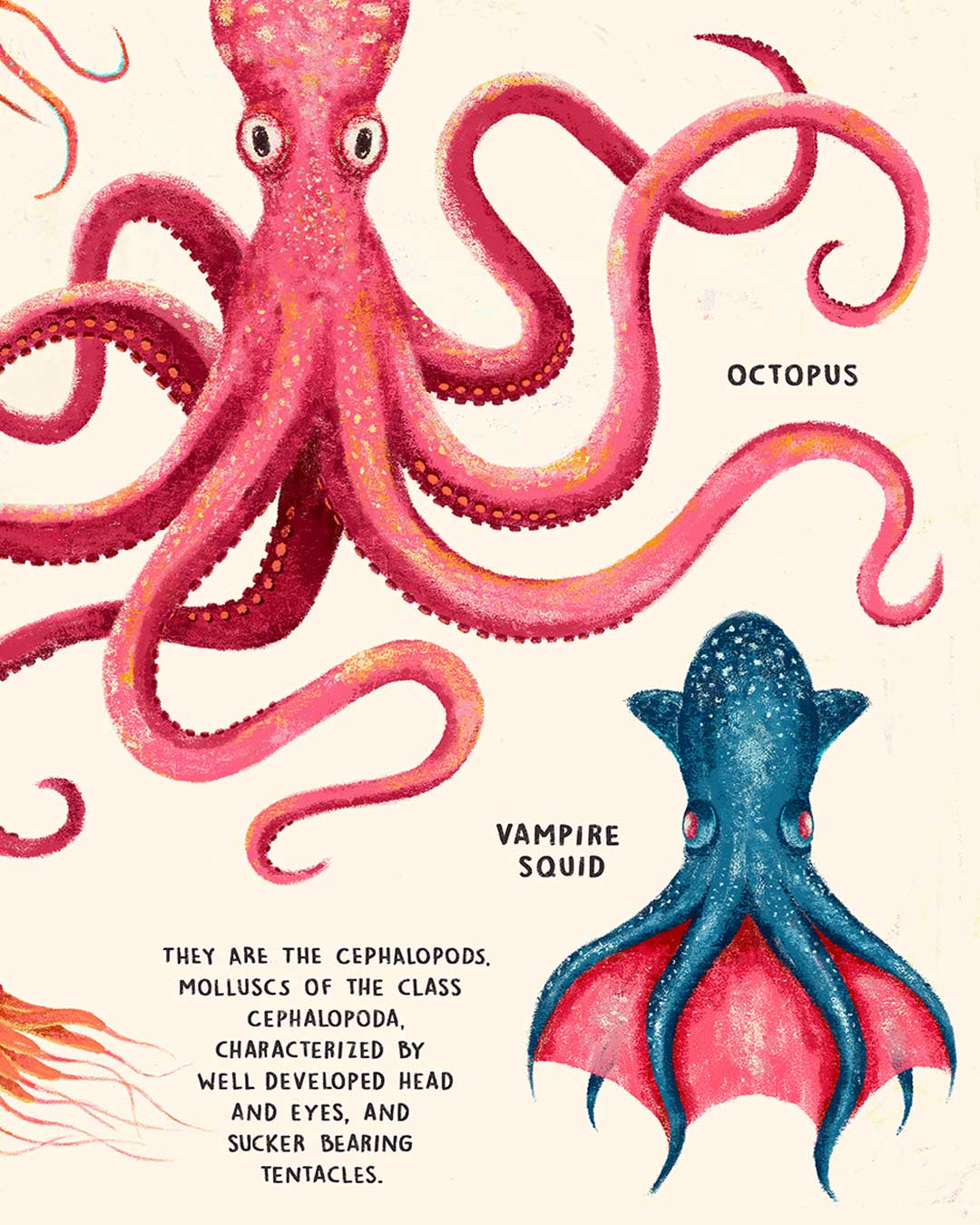 Yanzo the cephalopods three